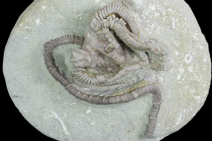 Crinoid (Agaricocrinus) Fossil - Crawfordsville, Indiana #99934